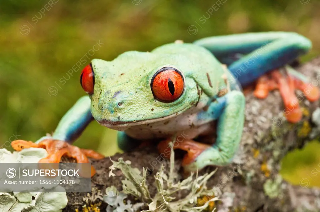Red-eyed tree frog, Agalychnis callidryas, native to Neotropical rainforests of Central America
