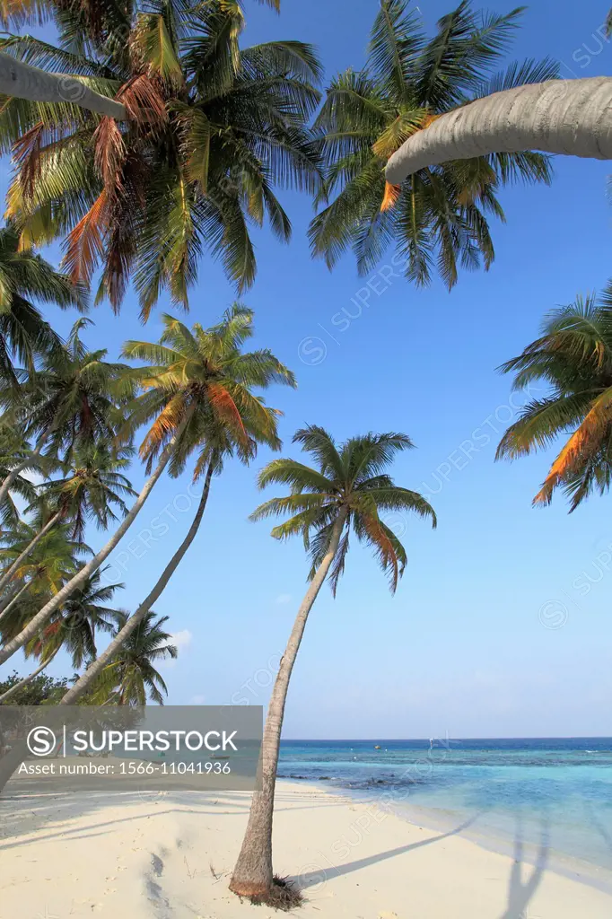 Maldives, Maafushi Island, coconut palm grove, beach,.