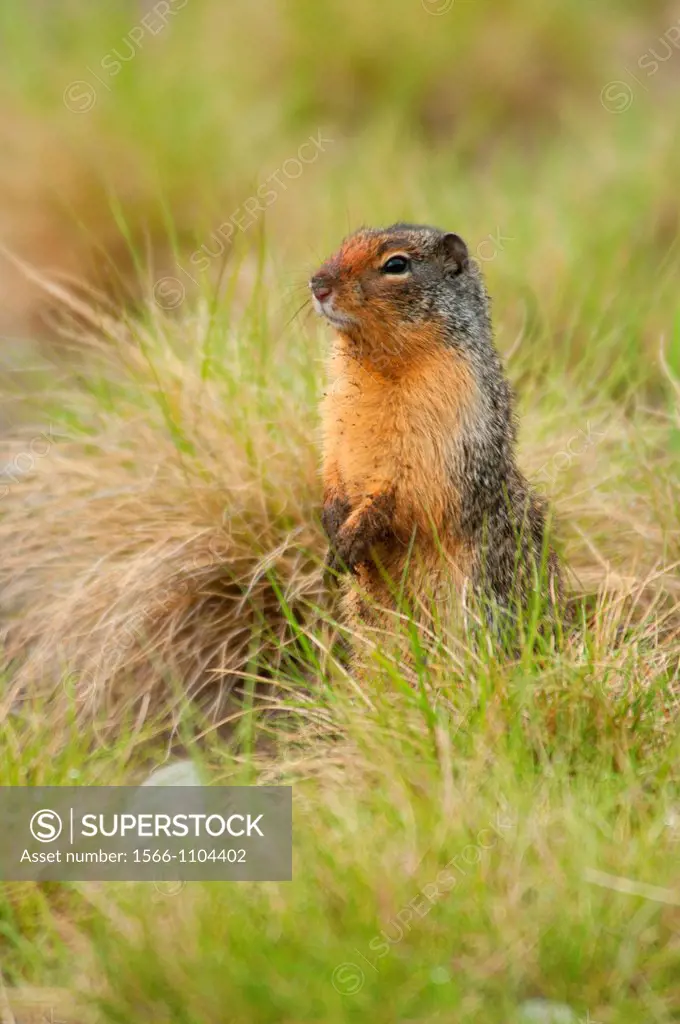 Columbian ground squirrel Urocitellus columbianus, Banff National Park, Alberta, Canada