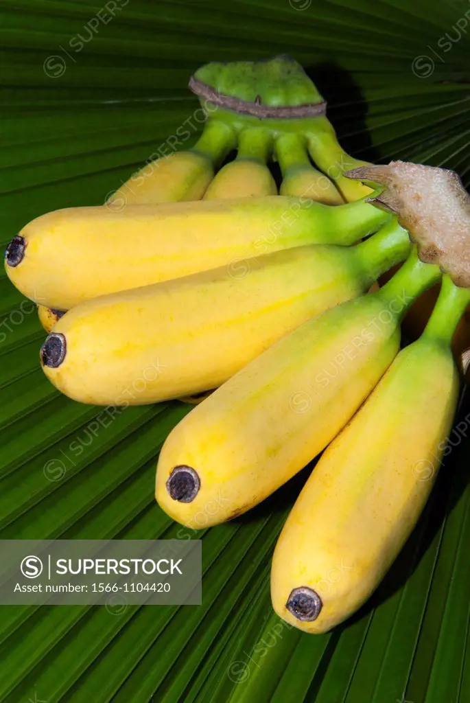 Banana bunch Musa acuminata, Musa balbisiana, Phuket, Thailand, Southeast Asia, Asia