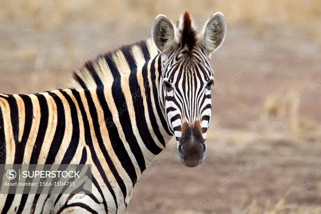 plain Zebra Equus Quagga, Kruger National Park, South Africa