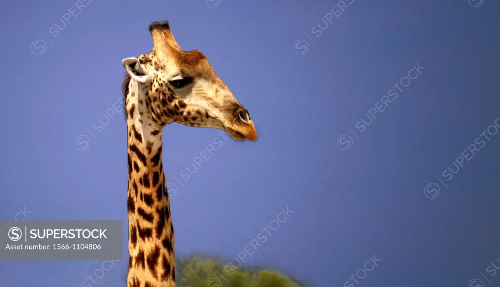 Giraffe (Giraffa camelopardalis), Moremi Game Reserve, Botswana