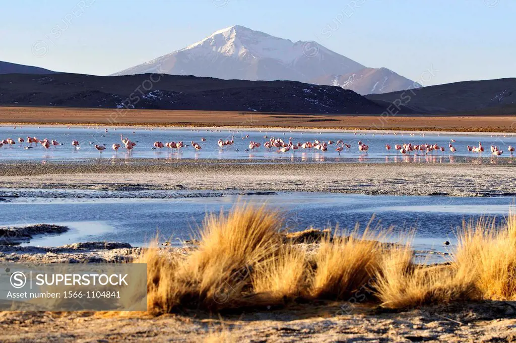 Laguna Hedionda is a saline lake in the Nor Lípez Province, Potosí Department in Bolivia. It is notable for various migratory species of pink and whit...