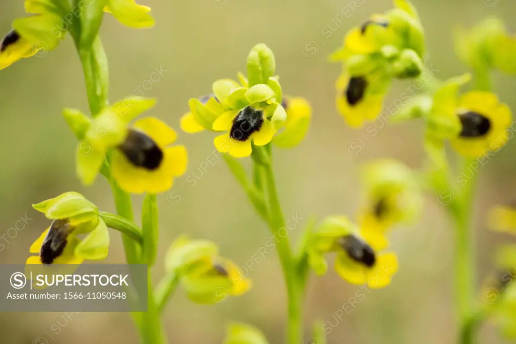 Yellow ophrys (Ophrys lutea) flowers, Spain.