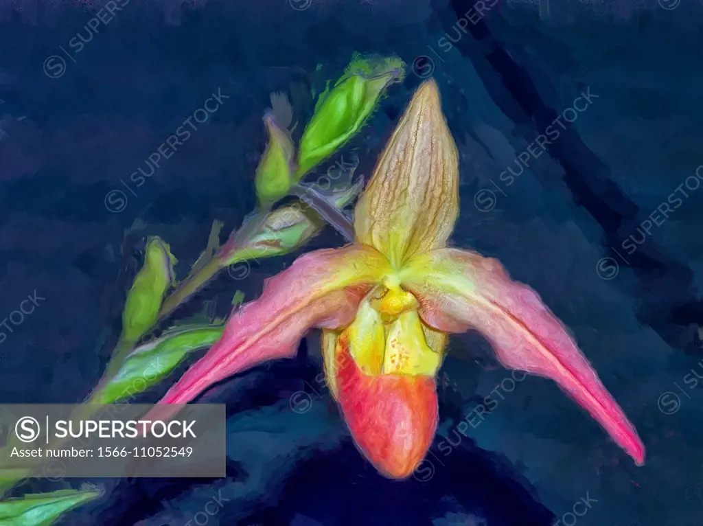 Vivid multicolored paphiopedilum orchid.