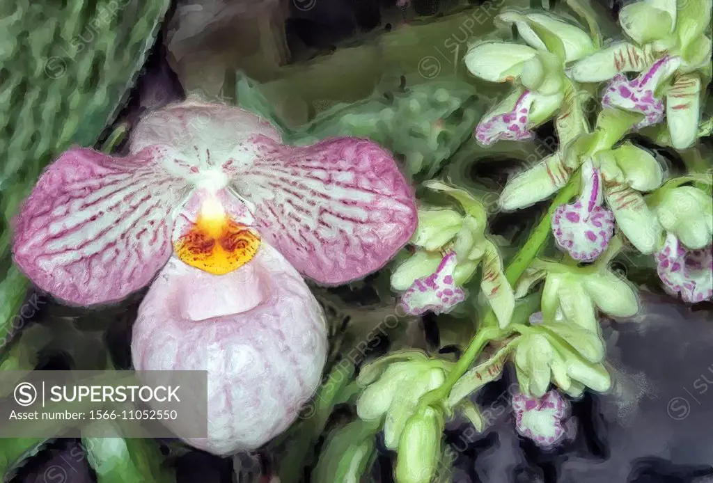 Paphiopedilum orchid, magic lantern.