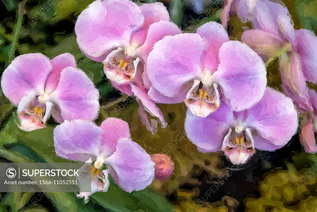Multicolored phalaenopsis orchids.