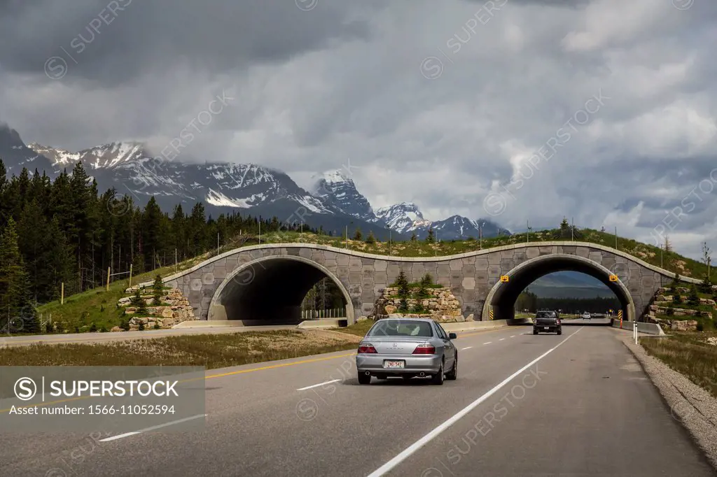 A wildlife overpass across the Trans Canada highway in Banff National Park, Alberta, Canada.