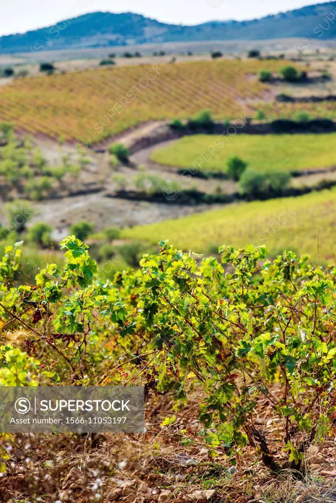Vineyards of Cariñena in autumn, Aragon, Spain.