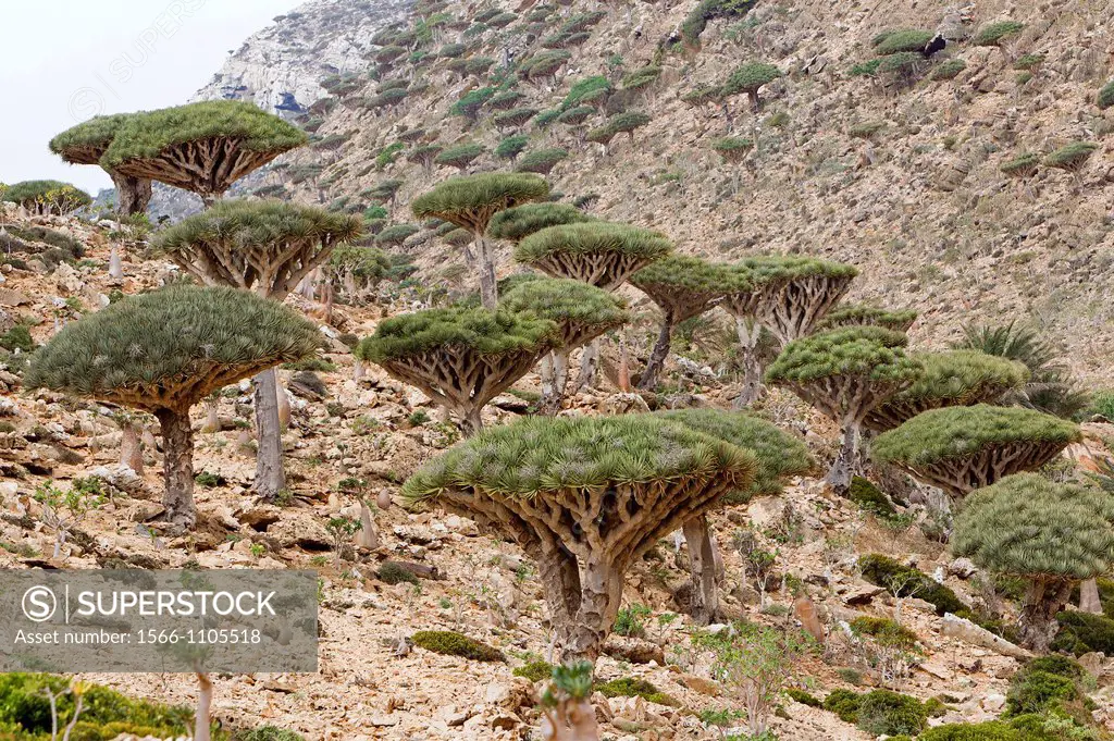 Dragon´s blood tree (Dracaena cinnabari), Homhil plateau, Socotra island, listed as World Heritage by UNESCO, Aden Governorate, Yemen