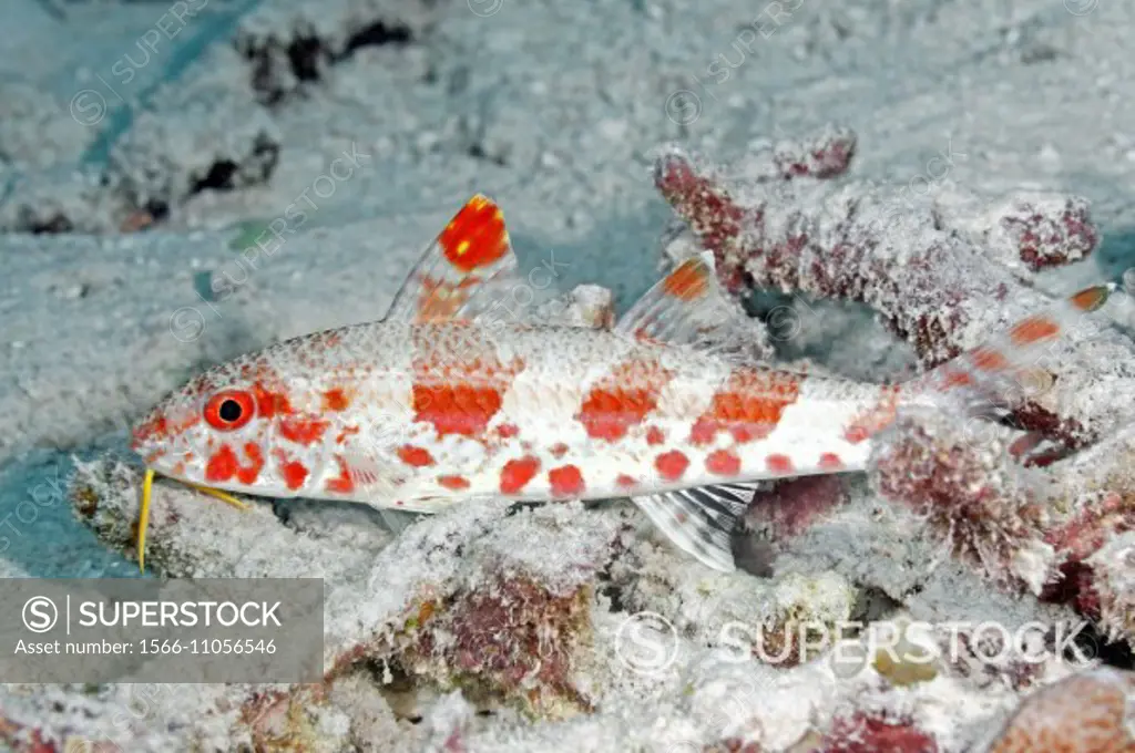 Freckled Goatfish, Upeneus tragula, showing the red phase. Also known as a Bartail Goatfish. Uepi, Solomon Islands. Solomon Sea, Pacific Ocean.