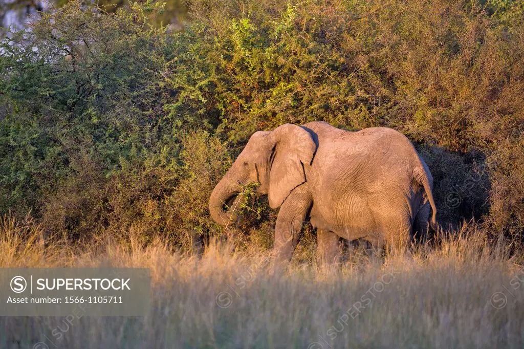 A lone african elephant (Loxodonta africana) feeding on an acacia tree in the Okavango Delta, Botswana, Africa
