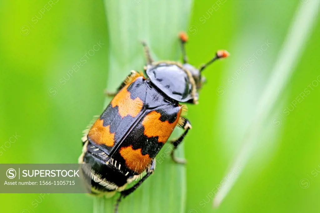 Sexton Beetle, Common Burying Beetle, Nicrophorus vespillo, Nicrophorus defodiens, Necrophorus vespillo on grass  Burying beetle  Carrion beetle  Silp...