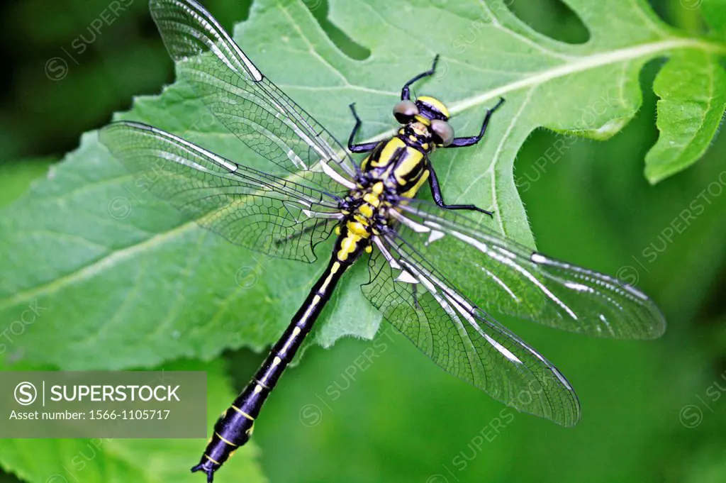 Emerging Common Clubtail, Gomphus vulgatissimus clings to grass  Damaged wing is doubled over  Grey eyes will change to olive or brown color as mature...
