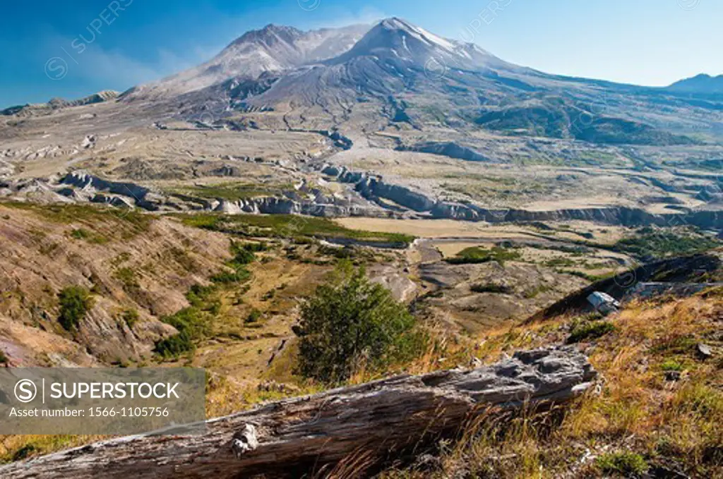 Panoramic view over northern side of Mount St Helens with tree burnt trunk, Johnston Ridge, Washington, USA