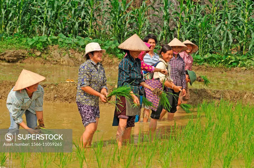 planting out in paddy-field, around Viet Lam, Ha Giang province, northern vietnam, southeast asia.