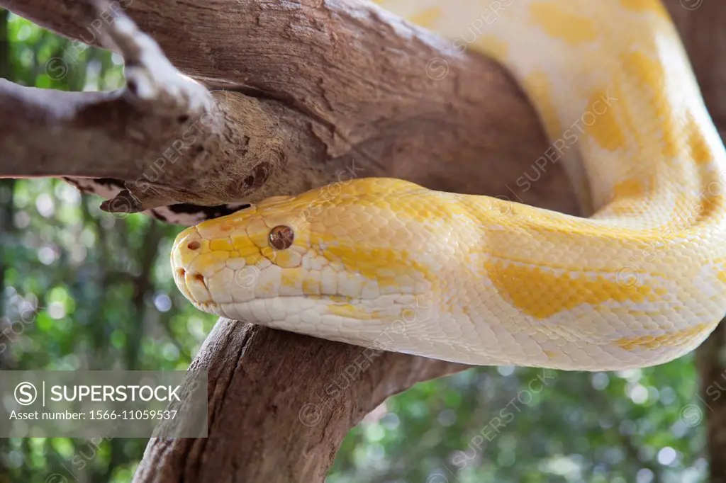 A Yellow Python in a Tree.