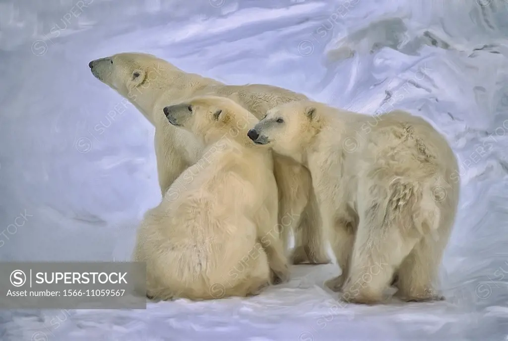 Polar bear with her yearling cubs.