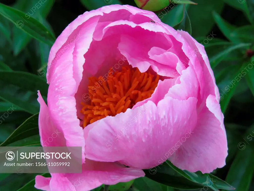 peony, paeonia lactiflora, flower