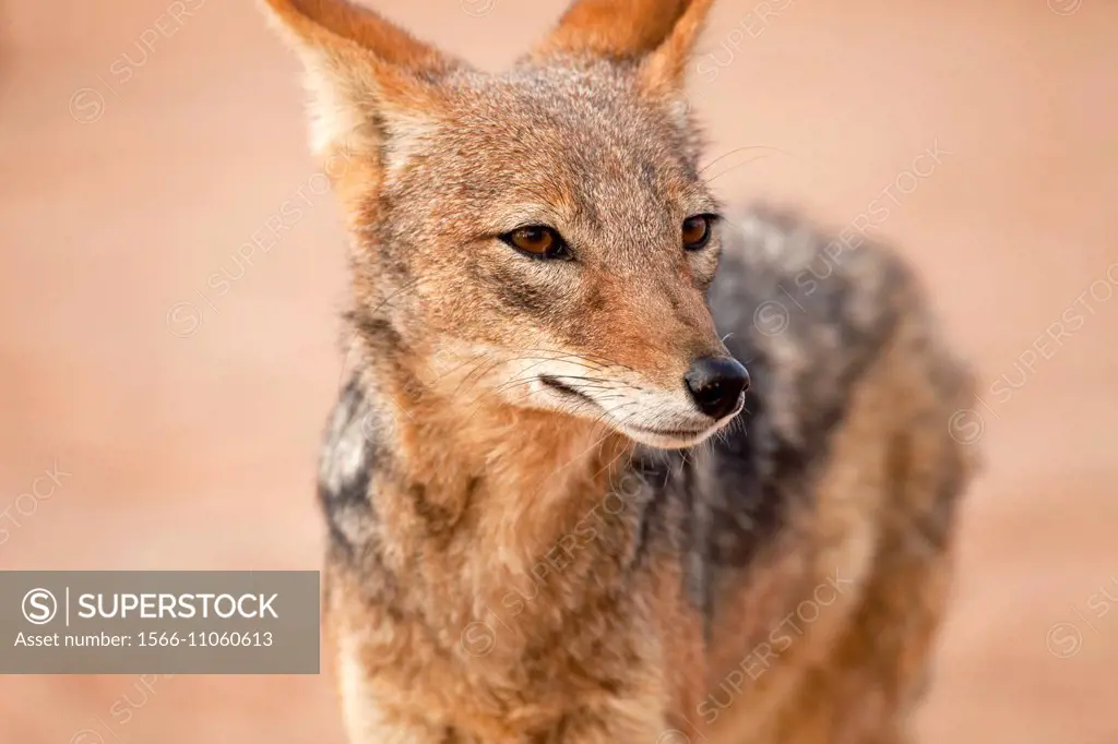 black-backed jackal Canis mesomelas, Namib Naukluft Park, Namibia, Africa.
