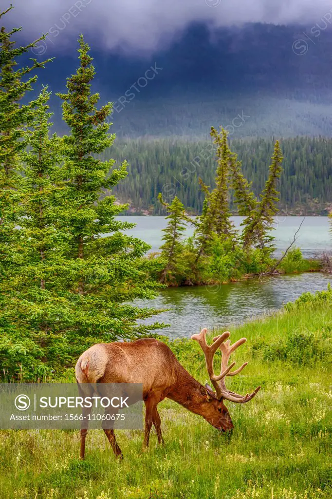 A bull elk grazing along the roadside in Jasper National Park, Alberta, Canada.