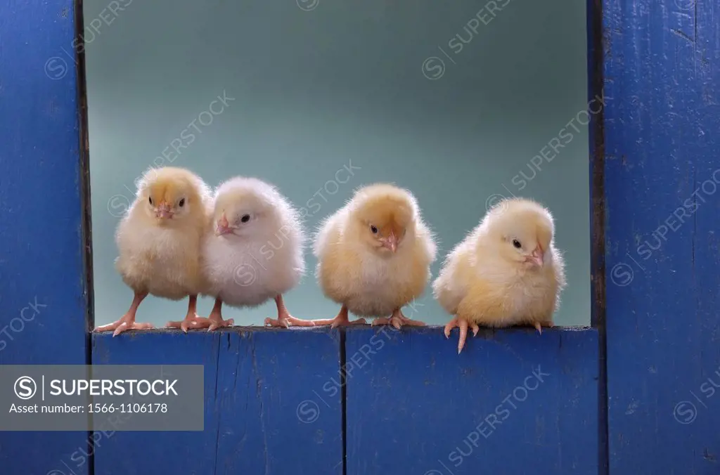 newly hatched Dayold Chicks in blue shed