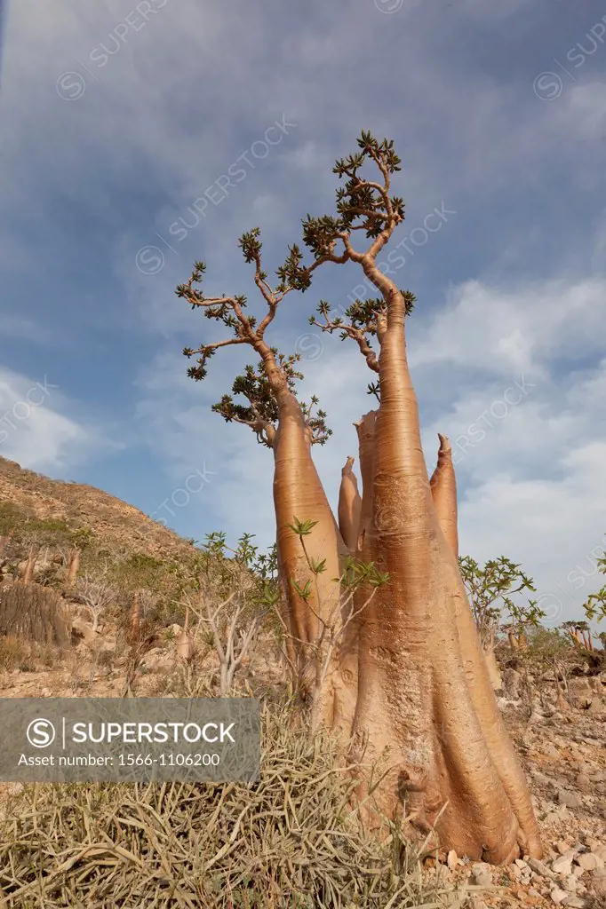 Rose of Desert (Adenium obesum ssp socotranum), Socotra island, listed as World Heritage by UNESCO, Hadhramaut governatorate, Yemen