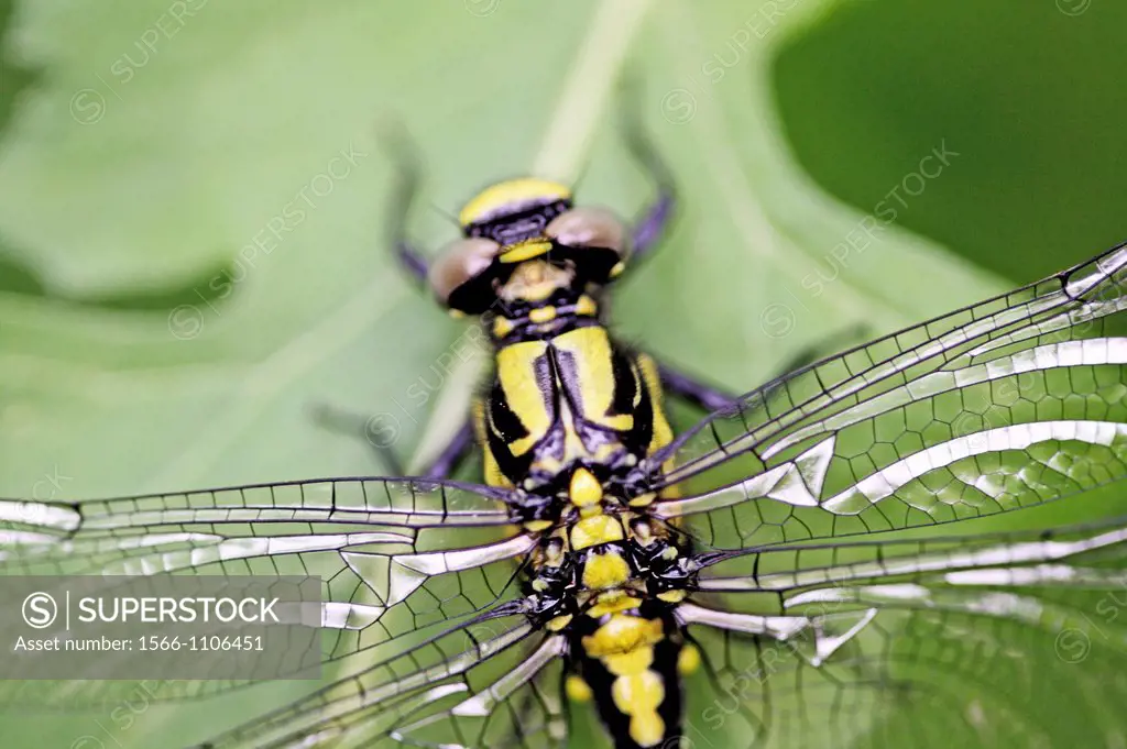 Emerging Common Clubtail, Gomphus vulgatissimus back and wings  Grey eyes will change to olive or brown color as mature  Males will turn green as they...