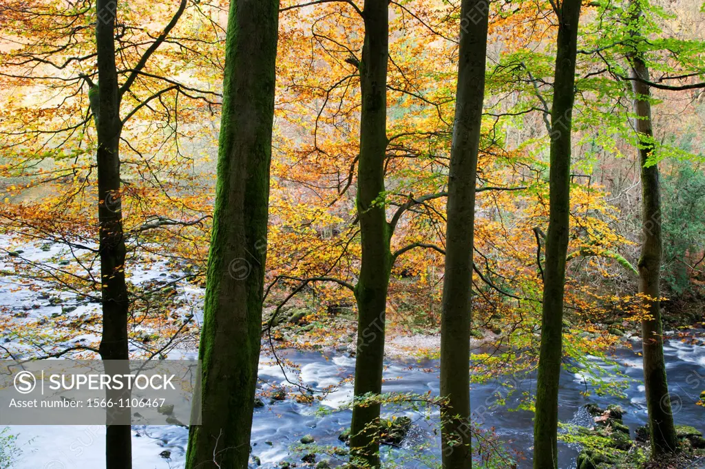 Autumn Trees by the River Wharfe in Strid Wood Bolton Abbey Yorkshire England
