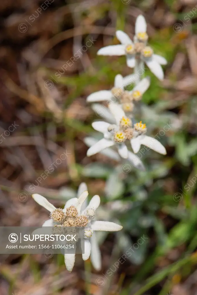 Edelweiss (Leontopodium alpinum) white flower, Spain.