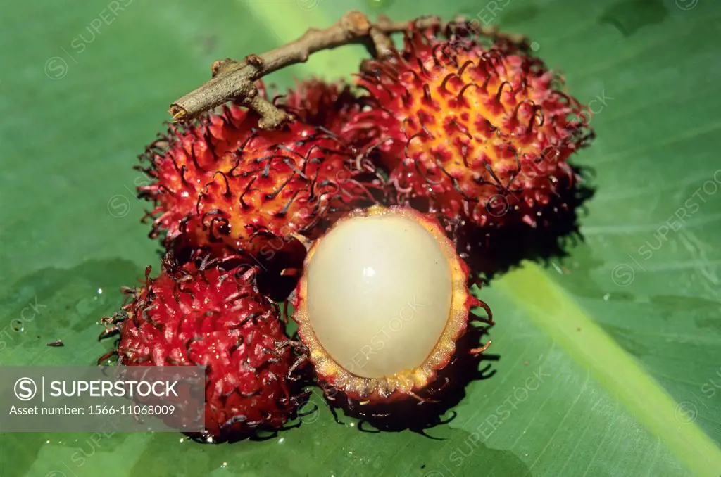 rambutan hairy lychee, Republic of Madagascar, Indian Ocean.