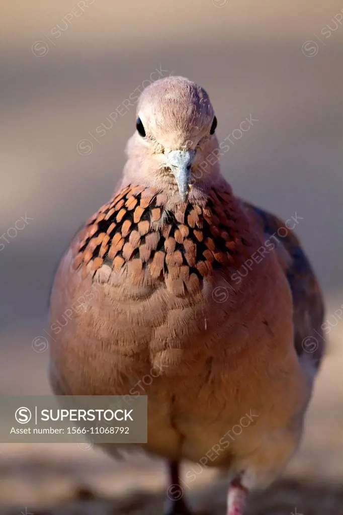 Cape Turtle-Doves (Streptopelia capicola), Kruger National Park, South Africa.