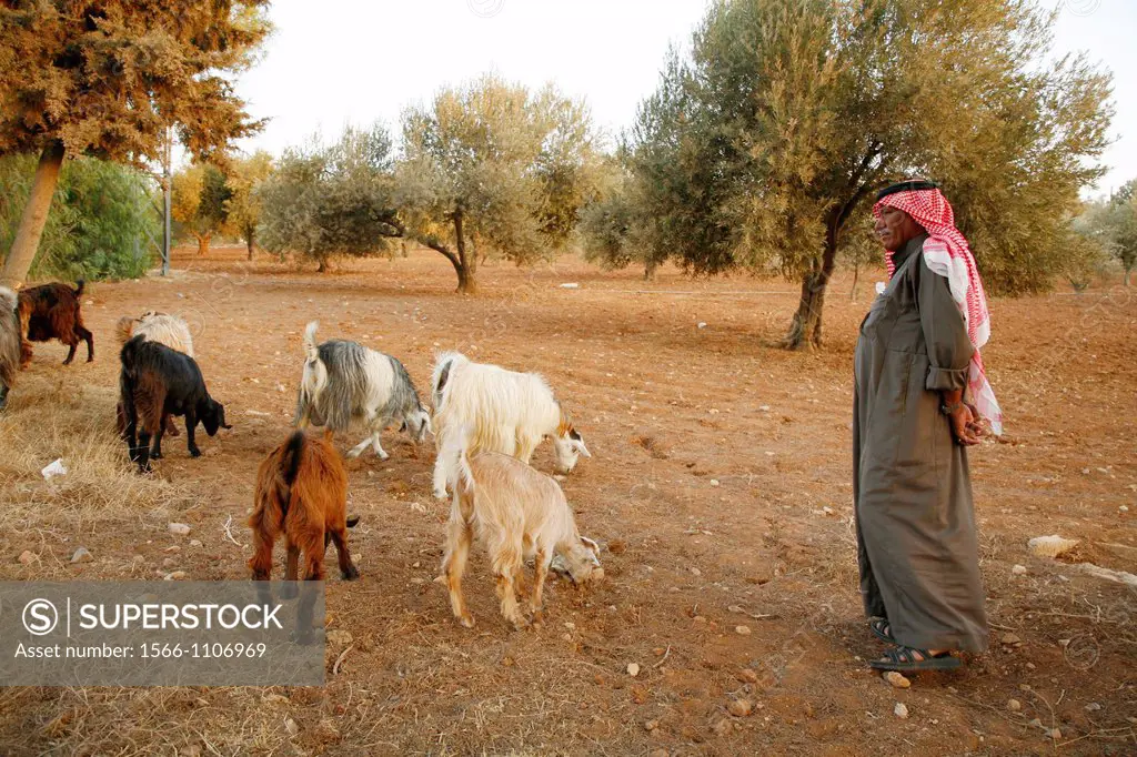 Farmer standing with his goats near Madaba, Jordan