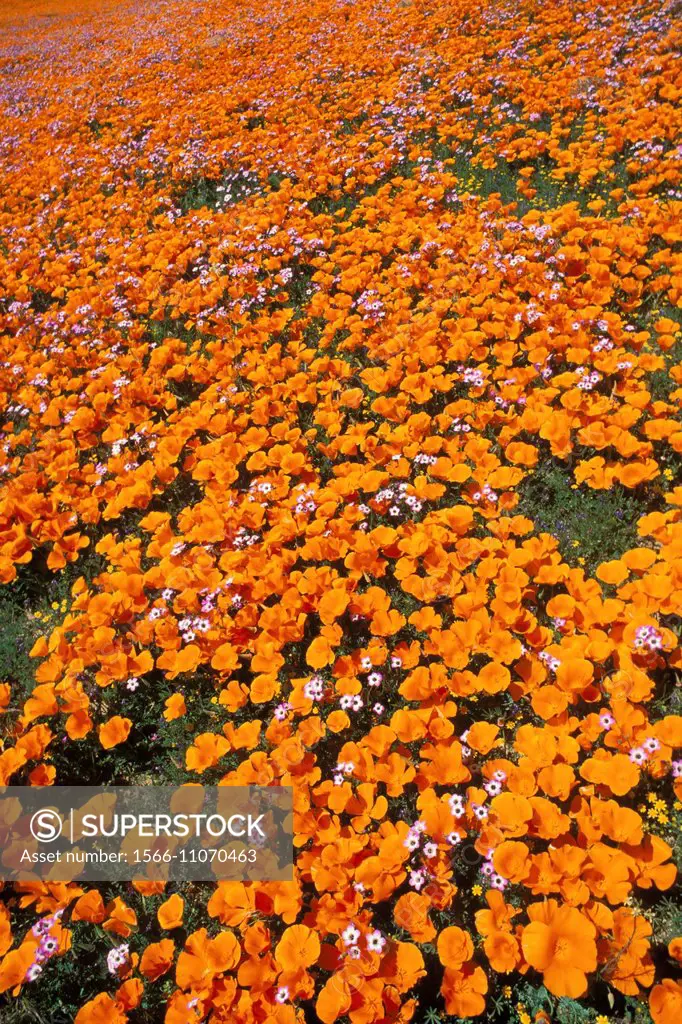 California Poppies (Eschscholzia californica) and Blue Gilia (Gilia rigidula), Antelope Valley, California USA.