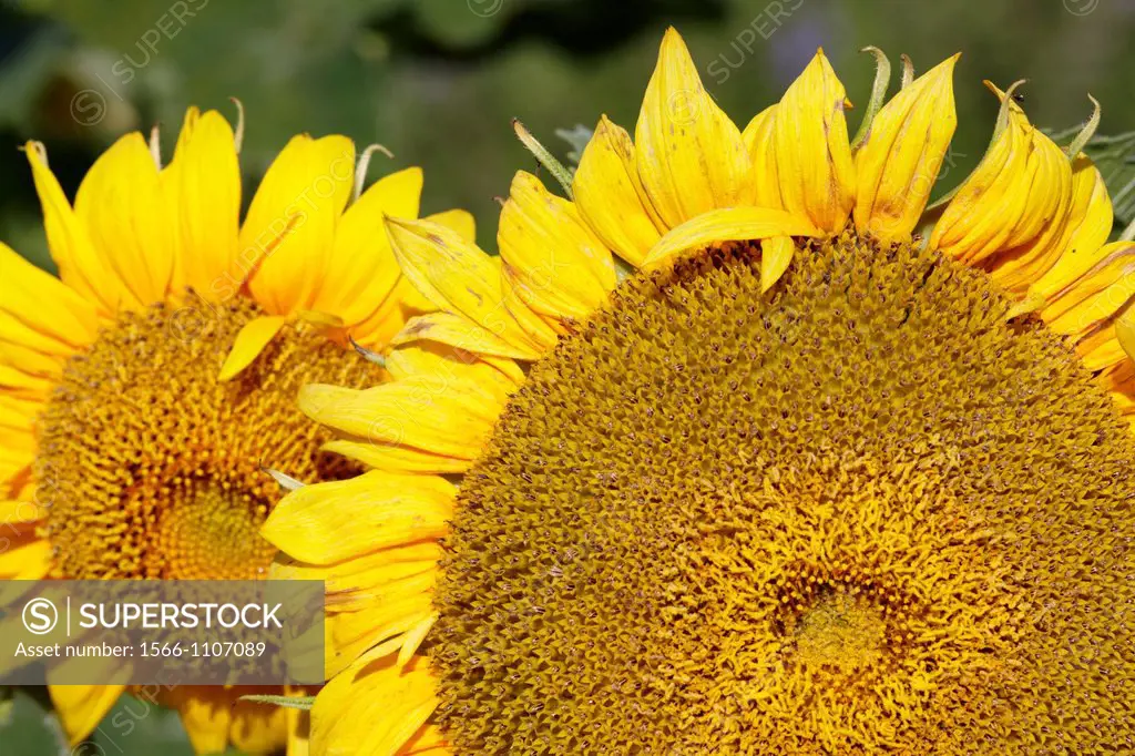 Sunflower close up  Scientific name: Helianthus annuus