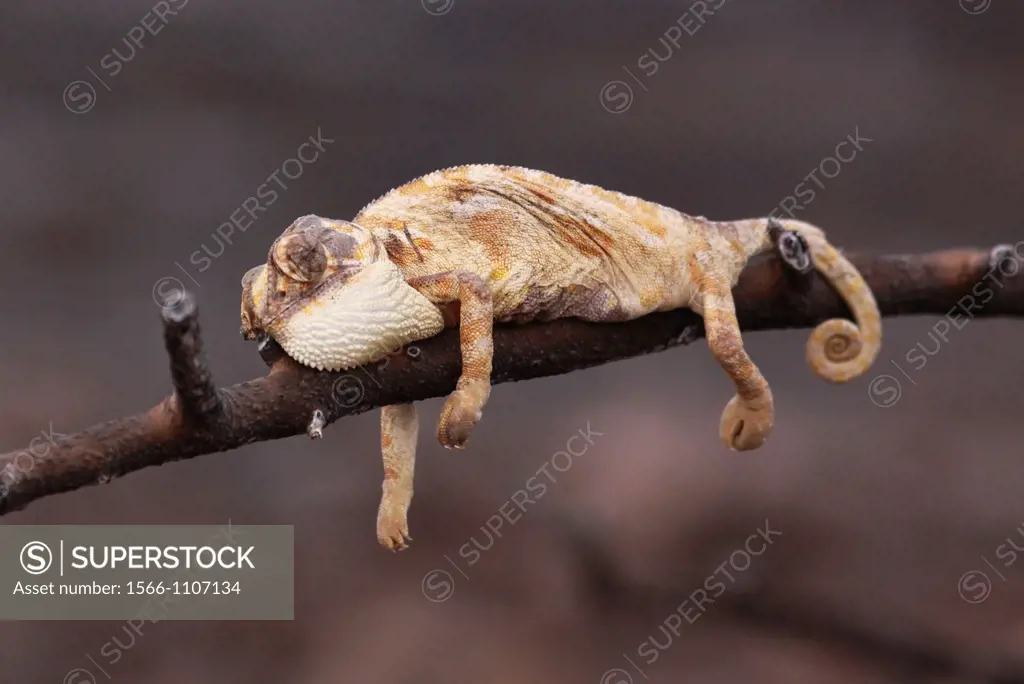 Common Chameleon Chamaeleo chamaeleon Photographed in Israel,