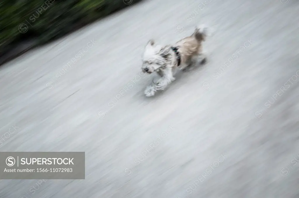 Running dog, Viveros municipales, Jardines del Real, Garden, Valencia, Spain