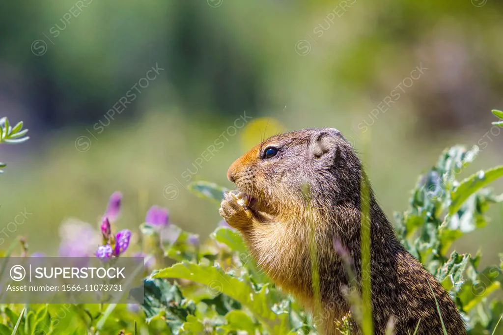 A Columbian Ground Squirrel in Glacier National Park, Montana, USA.