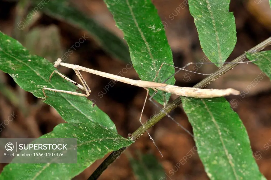 Phasmatodea (sometimes called Phasmida), order of insects, whose members are variously known as stick insects walking sticks or stick-bugs, phasmids, ...