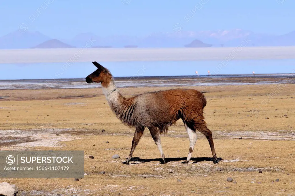 Lama is the modern genus name for two South American camelids, the wild guanaco and the domesticated llama. Before the Spanish conquest of the America...