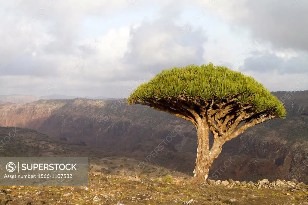 Dragon tree (Dracaena cinnabari), Dixam, Socotra island, listed as World Heritage by UNESCO, Aden Governorate, Yemen
