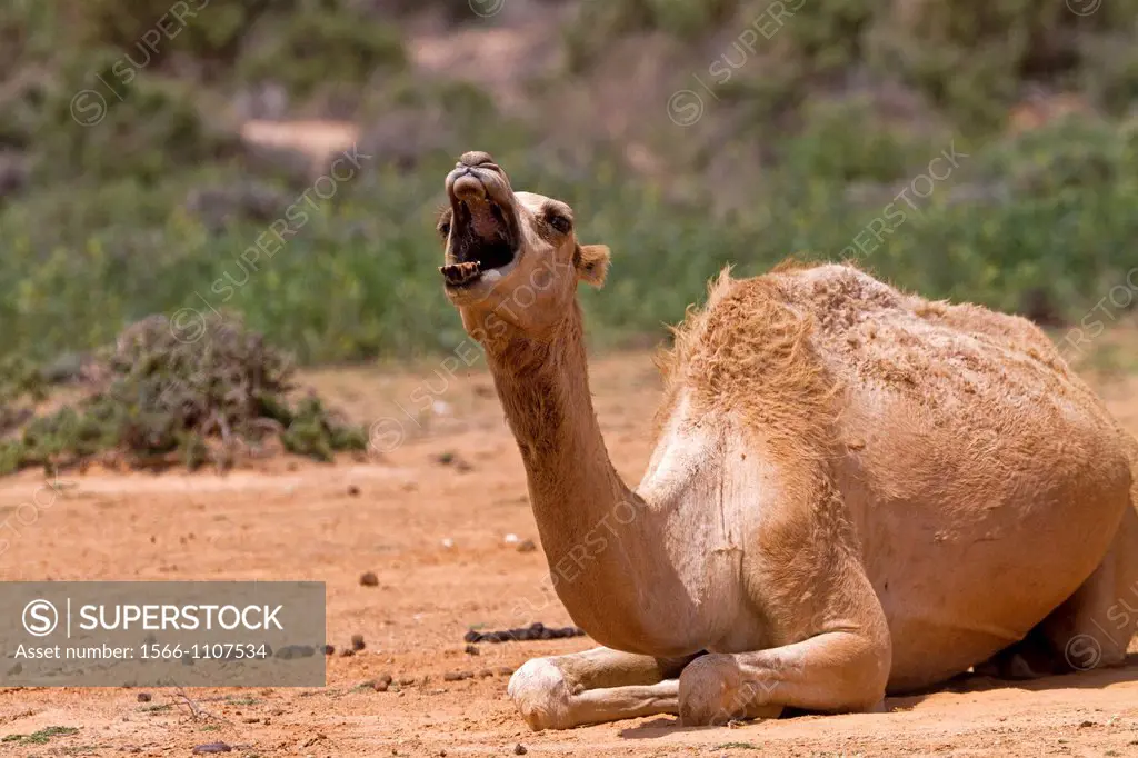 Dromedary or Arabian camel (Camelus dromedarius), Socotra island, listed as World Heritage by UNESCO, Aden Governorate, Yemen