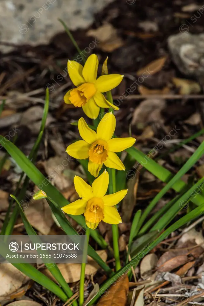 Daffodil (Narcissus jonquilla) Spring Flowers.