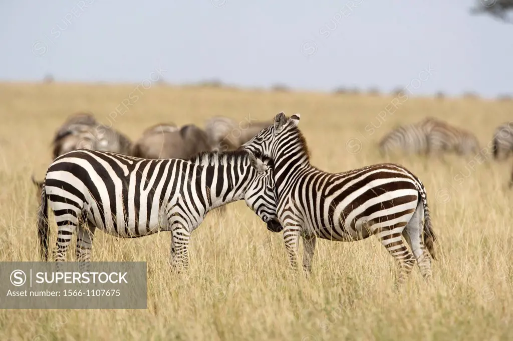 Zebra herd in the Masai Mara