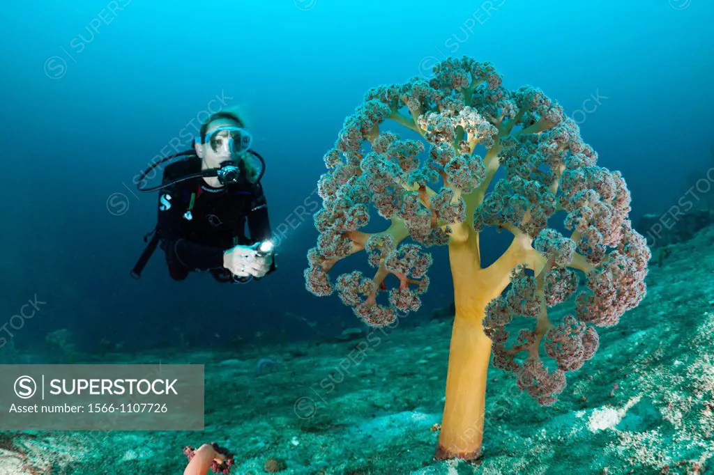 Scuba Diver and Soft Corals, Umbellulifera sp , Cenderawasih Bay, West Papua, Indonesia
