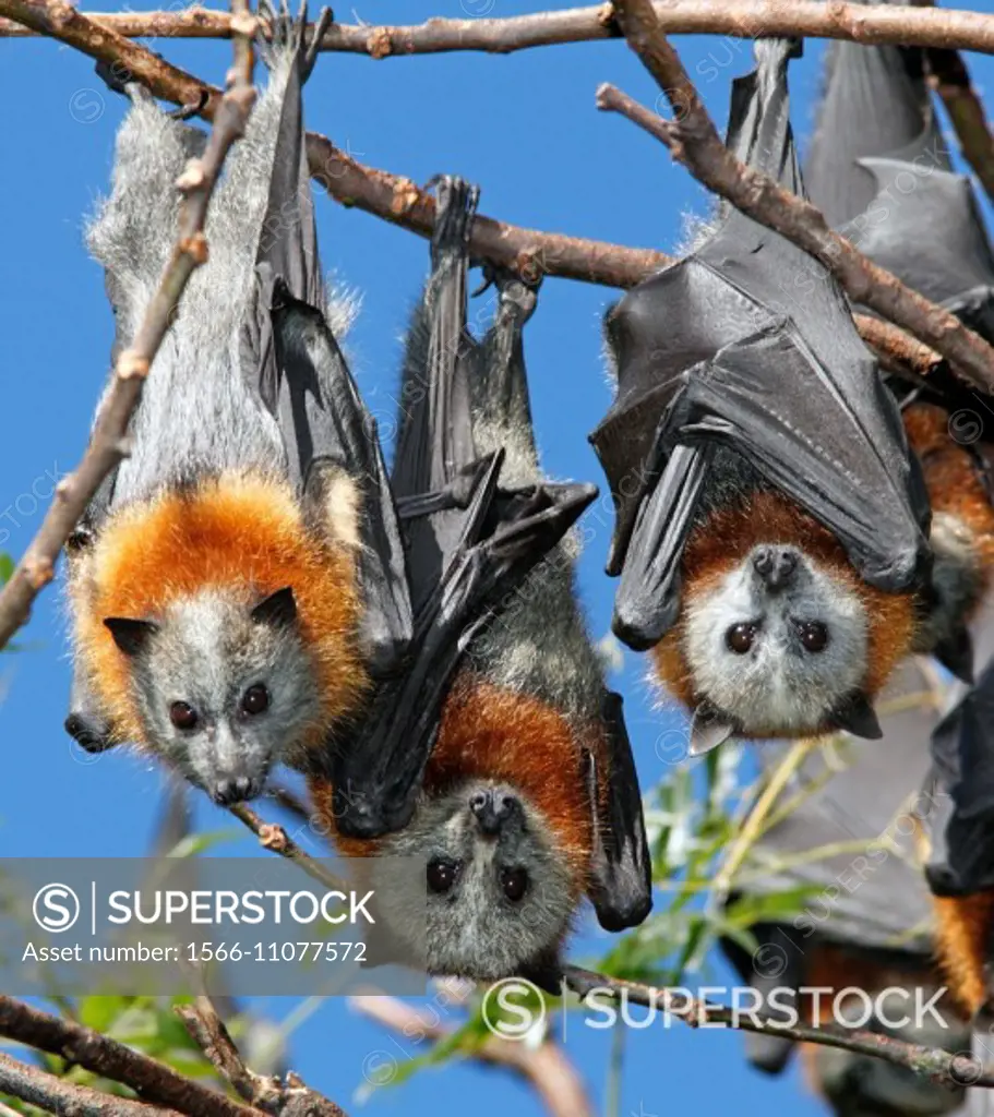 Three Grey Headed Flying Foxes, Pteropus poliocephalus. These bats are endemic to eastern Australia and declining numbers have caused them to be listed as a vulnerable species on the IUCN Red List of Threatened Species. Bellingen Island, Bellingen, NSW, Australia.