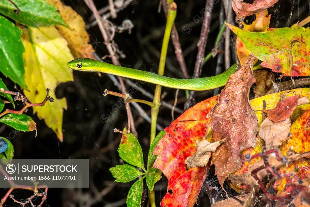 Rough Green Snake Opheodrys aestivus Hunting in Virginia Creeper Parthenocissus quinquefolia.