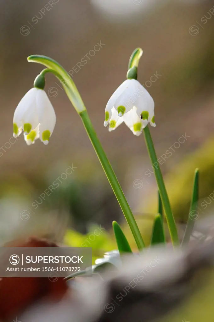 Close-up of Spring Snowflake (Leucojum Vernum) blossoms in a forest in spring.