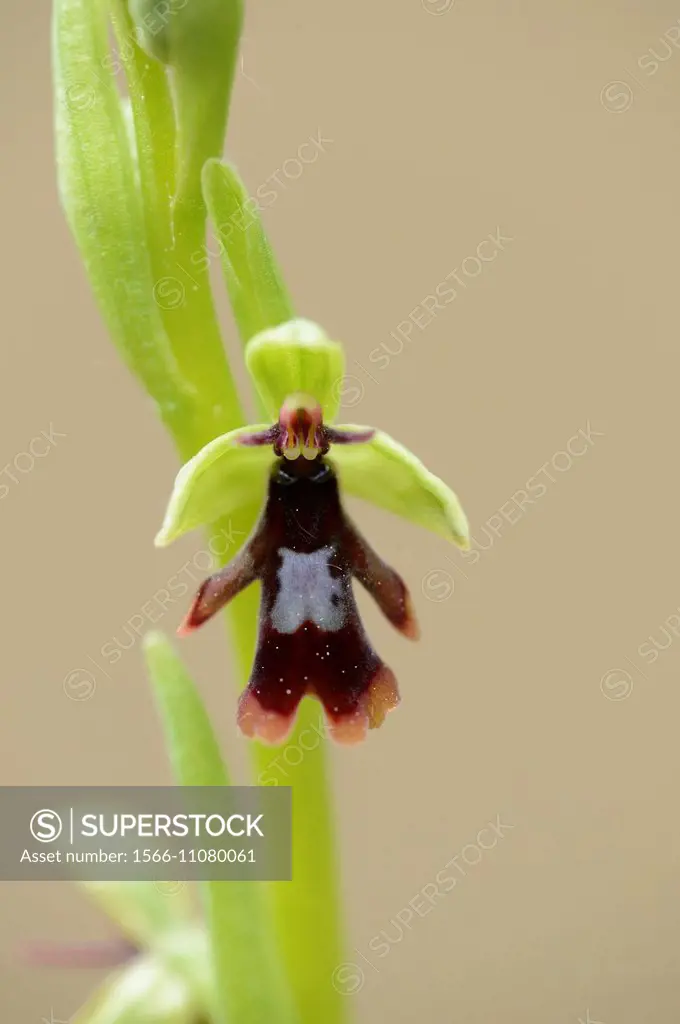 Close-up of a fly orchid (Ophrys insectifera) blossom in a forest in spring, Upper Palatinate, Germany