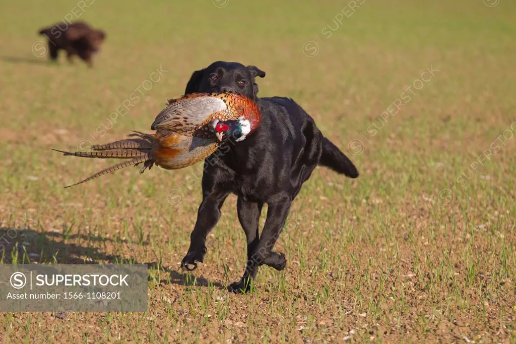 Black Labrador retrieving cock pheasant on shoot